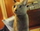 [ねこ動画]よくごはんの催促をするやつ