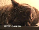 可愛い子猫からひとこと「そういう話、飽きたニャ」