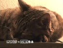 可愛い子猫からひとこと「自宅警備員ですニャ」
