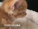 可愛い子猫からひとこと「チャット終わりたいニャ」