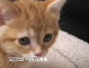可愛い子猫からひとこと「まだ、起きてるのかニャ？」