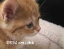 可愛い子猫からひとこと「返信、まだかニャ」