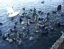 鳥とか餌付けしてみた　その２