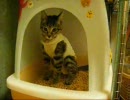 くるみのまいにち　16　「避妊手術をした子猫①」