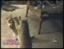 猫動画