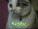 しゃべる ネコ タチ