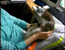 月見時雨みぞれニビ: 膝だいすき