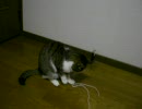 2009年初動画ミーちゃん