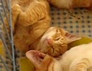 茶とら猫　8兄弟　睡眠が仕事