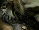お正月休み