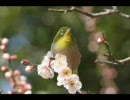 日本の春の写真