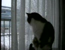 雪の外を見てるミーちゃん