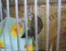 らぶちゃんフリフリダンス