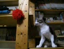 つっぱしる猫その３６ なぜか観てしまう