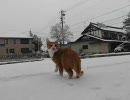 たび、初雪