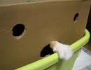 続・ダンボールで猫要塞作ってみた。