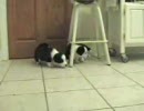 多勢に無勢。ヌコを溺愛な犬たちの愛し方