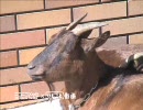 動物たちからひとこと「サーセン」