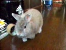 廊下のうさぎ