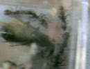 くろおお②２１