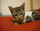 くるみのまいにち　18　「避妊手術をした子猫②」