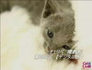(有) チ/ェ/リ/ベ　櫻鈴松　　第289回　【デジタル版】