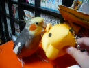 宝箱をみつけた！オカメインコ