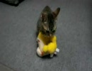 蜜蜂トラとアリスちゃん
