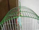 セキセイインコのピヨちゃん