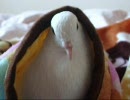 飼ってみると意外と可愛い鳩part6