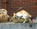 猫交尾