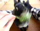 aaa