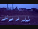 土手を歩く大量の白鳥