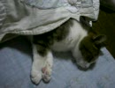 寝てたところを起こしてしまったミーちゃん