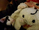 蟹江さんと一緒　【お多福な猫】　（修正版）