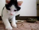 攻撃してきたッ！！　【お多福な猫】　（修正版）