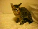 くるみのまいにち　25　「水もしたたるいい子猫」