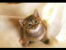 作業用ＢＧＭ(１．２倍速)その２