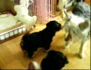 ヨーキー、ヨーチーの子犬と親犬達