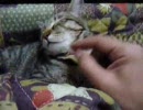 遊んで撫でる
