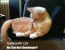 Subwoofer Cat (ウーファーに乗る猫)