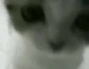 ぬこをただ観て