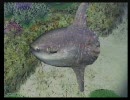 【Wii:Forever Blue】もふーりほっこりダイビング修行プチ実況初プレイpart3-2