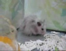 長毛ハムスター　うろたえる