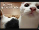 ねこ御殿プロジェクト５