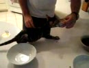 ものすごくエサに対する執着心が強い子猫のムービー