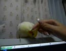 オカメインコ☆カキカキ待機中