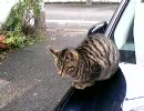 最近良く見かける猫１７（ボンネット編）