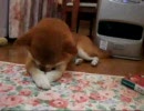 柴犬ひかりのゆっくりお目覚め