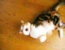 激しく釣られ過ぎなぬこ